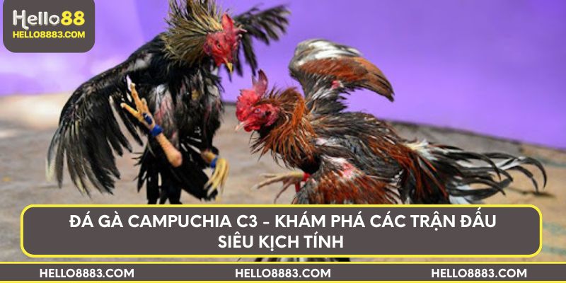 Đá gà Campuchia C3 - Khám phá các trận đấu siêu kịch tính 