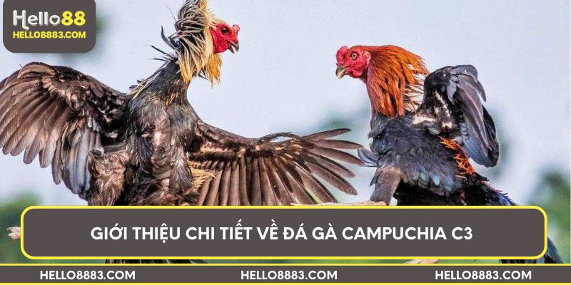 Giới thiệu chi tiết về đá gà Campuchia C3